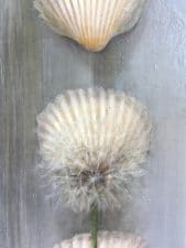 American Legacy Fine Arts presents "Shells with Dandelion" a painting by Kate Sammons.