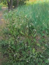 American Legacy Fine Arts presents "Thistles" a painting by Ramón Hurtado.