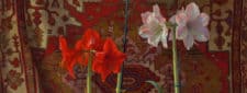 American Legacy Fine Arts presents "Two Amaryllis" a painting by Jim McVicker.