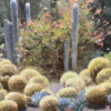 American Legacy Fine Arts presents "Desert Garden at the Huntington" a painting by Peter Adams.
